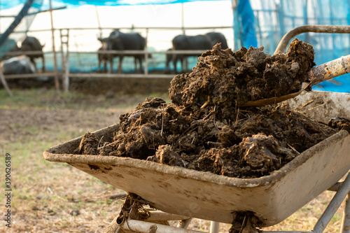 Manure or cow manure for cultivation and agriculture. photo