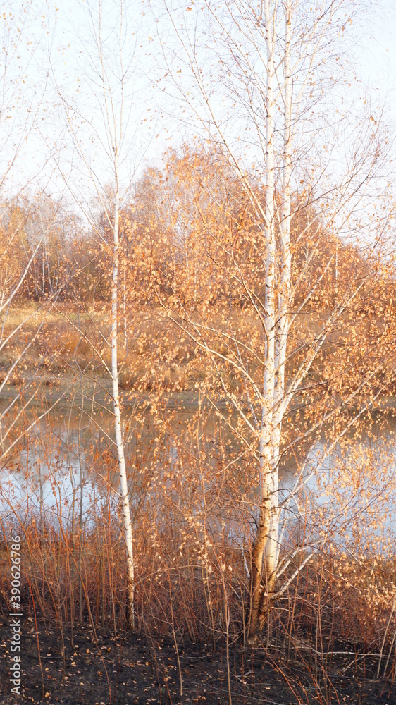 Autumn landscape lake surrounded by trees with fallen yellow foliage Autumn landscape lake surrounded by trees with fallen yellow foliage