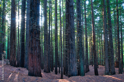 Redwood forest