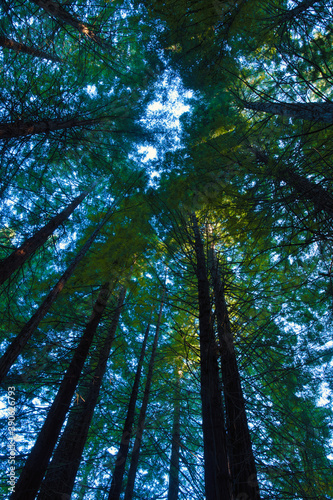 Redwood forest