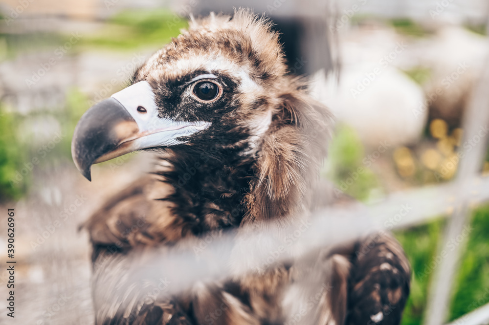 Close up cinereous black vulture Aegypius monachus in captivity in the zoo through the bars Close up cinereous black vulture Aegypius monachus in captivity in the zoo through the bars