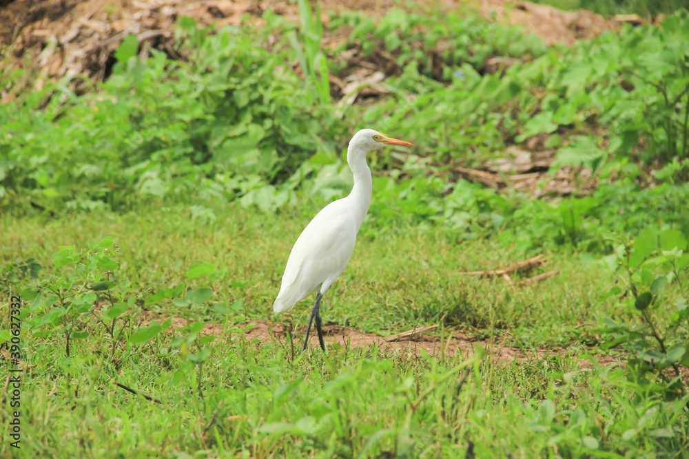 Flamingo birds standing in grass field