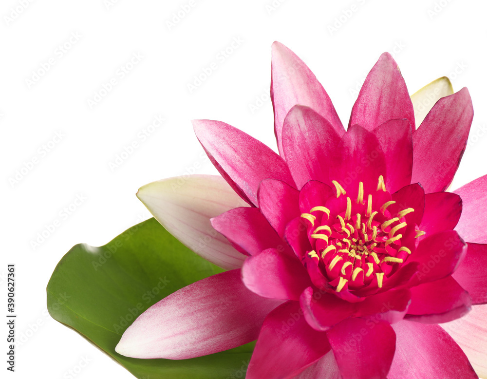 Beautiful blooming lotus flower with green leaf isolated on white, closeup
