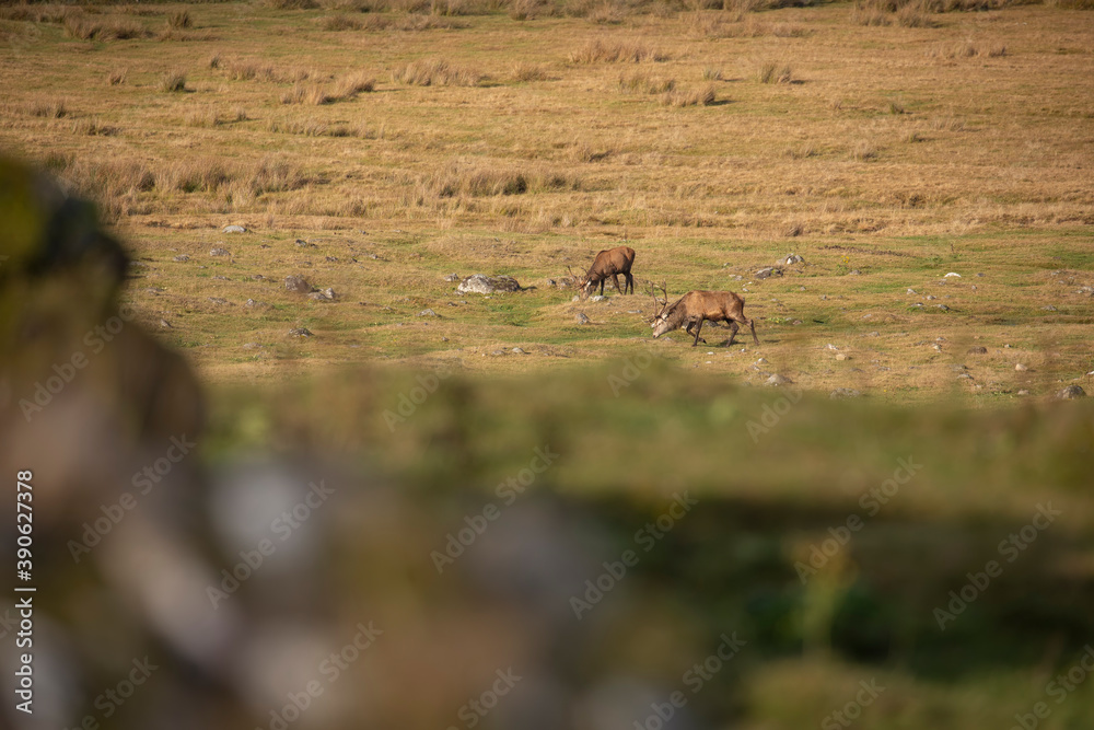 scottish red deer, Cervus elaphus scoticus, herd resting and eating on moorland within the cairngorms national park, Scotland.