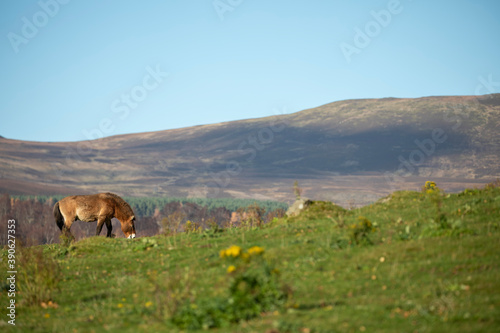 Przewalski's Wild Horse, Equus ferus przewalskii, wide image amongst mountain scenery on a sunny day.