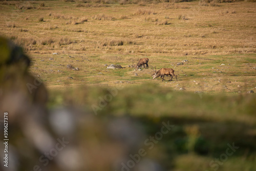 Obraz na płótnie scottish red deer, Cervus elaphus scoticus, herd resting and eating on moorland within the cairngorms national park, Scotland. w salonie