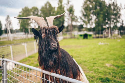 Funny close up photo of Black hairy goat in zoo. The Valais Blackneck is a breed of domestic goat photo