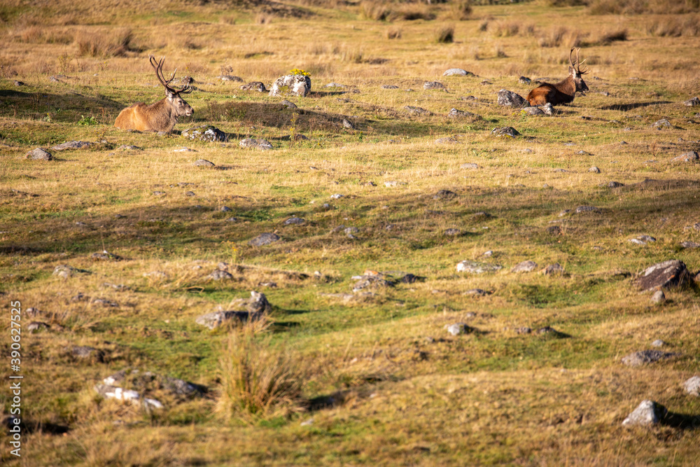 scottish red deer, Cervus elaphus scoticus, herd resting and eating on moorland within the cairngorms national park, Scotland.