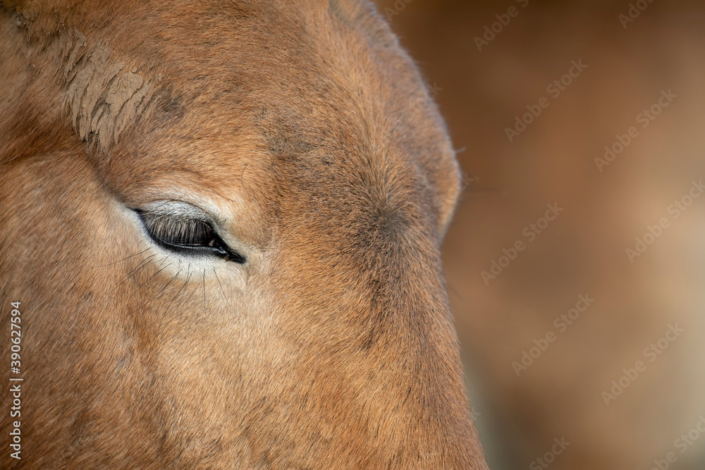 Przewalski's Wild Horse, Equus ferus przewalskii, close up portraits on a sunny day.