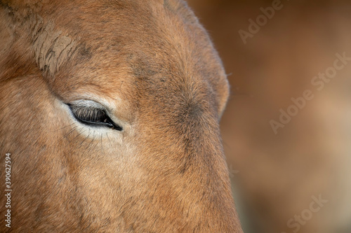 Obraz na płótnie Przewalski's Wild Horse, Equus ferus przewalskii, close up portraits on a sunny day.
w salonie