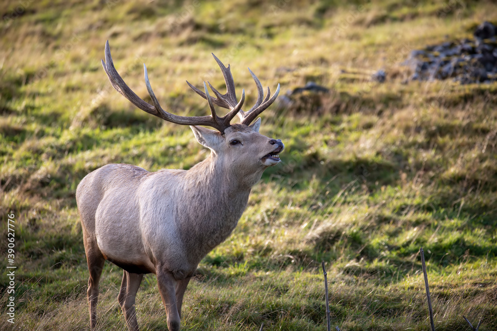 Bactrian deer stag, Cervus elaphus bactrianus, close up portrait and with background.