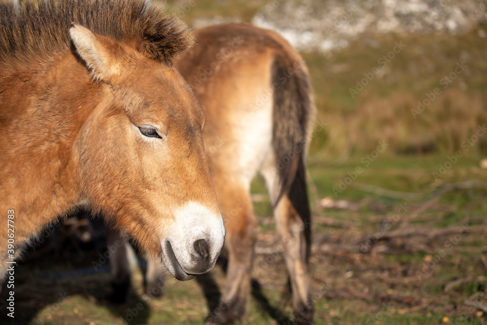 Przewalski's Wild Horse, Equus ferus przewalskii, close up portraits on a sunny day.