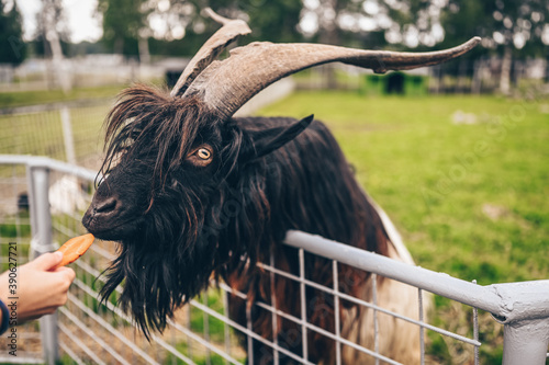 Funny close up photo of Black hairy goat in zoo eating carrots from the hands of visitors. photo