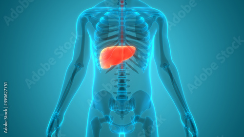Human Internal Digestive Organ Liver Anatomy photo
