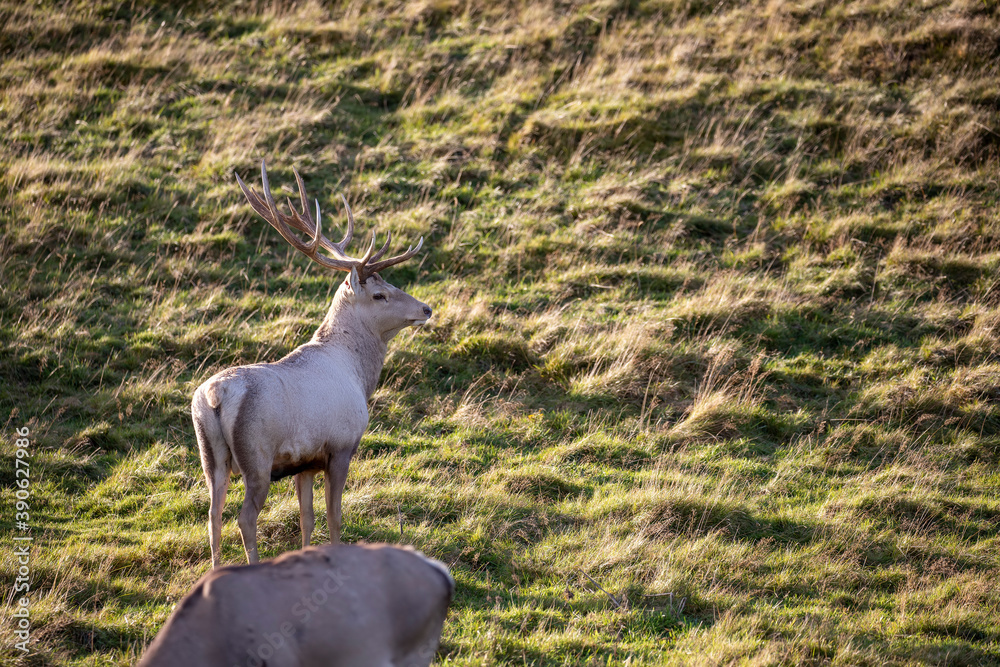 Bactrian deer stag, Cervus elaphus bactrianus, close up portrait and with background.