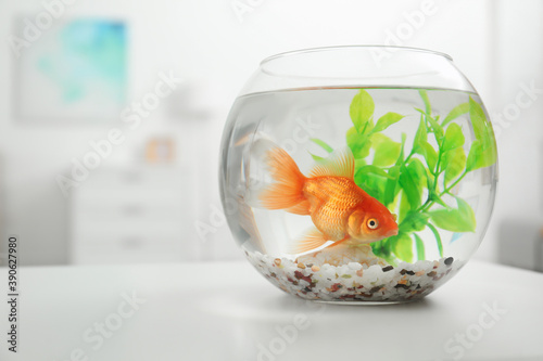 Beautiful bright small goldfish in round glass aquarium on white table indoors. Space for text