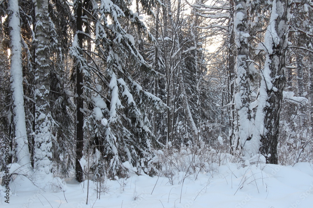 Fototapeta premium siberian forest in winter