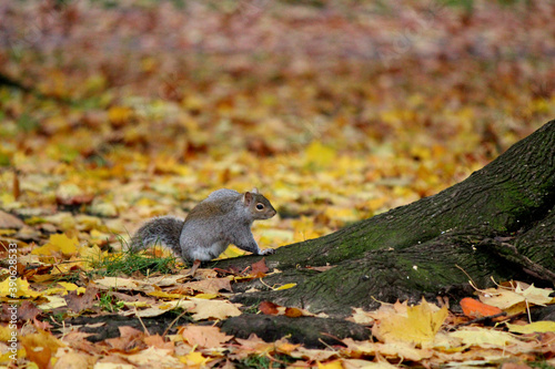 Squirrel in a park. Yellow leaves on the ground. Beautiful colors of autumn, parks and outdoor.