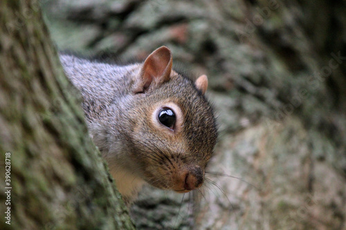 Squirrel sitting on a tree.  Close up photo of animal in wild. Nature photography. 