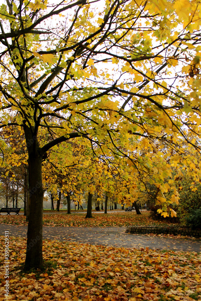 Yellow autumn trees. Beautiful colors of autumn, parks and outdoor.