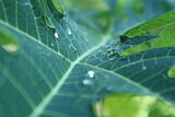 Close up green Papaya leaf with the water drop for the background.