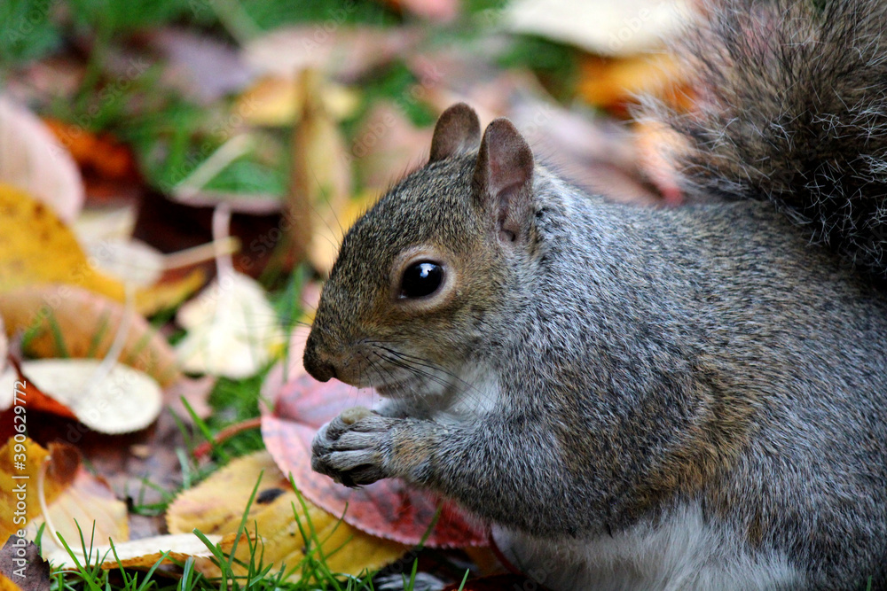 Cute squirrel eats nuts in the autumn forest. Colorful leaves background. Fall nature photography. Colors of the autumn. Cute squirrel eats nuts in the autumn forest. Colorful leaves background. Fall nature photography. Colors of the autumn.
