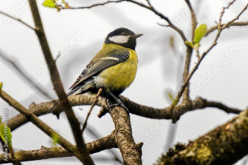 titmouse on the tree