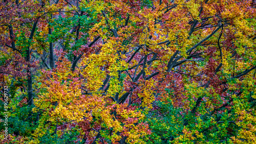 Colorful leaves of a tree in autumn