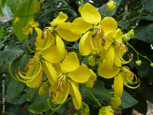 Selective focus shot of blooming Cassia fistula photo