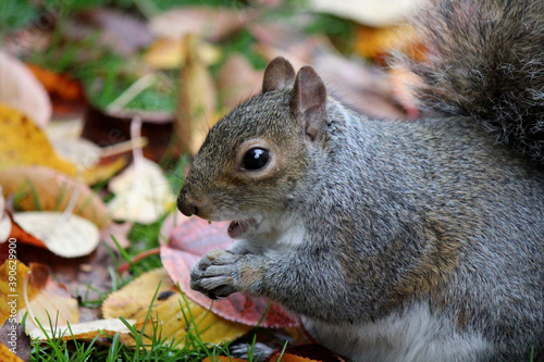 Cute squirrel eats nuts in the autumn forest. Colorful leaves background. Fall nature photography. Colors of the autumn. 