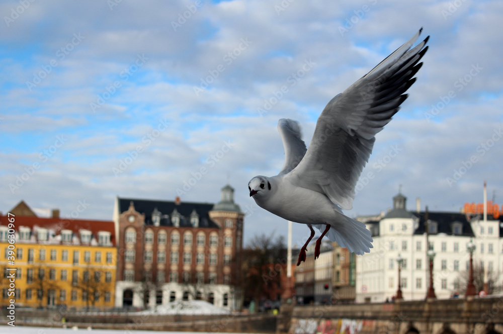 Flying seagull in blue sky with beautiful clouds. Colorful buildings background. Copenhagen winter sunny day photo. Flying seagull in blue sky with beautiful clouds. Colorful buildings background. Copenhagen winter sunny day photo.