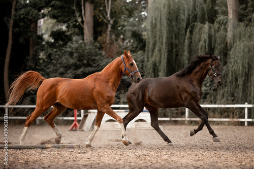 Beautiful horses galloping in the arena