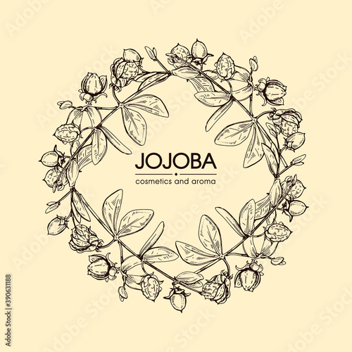 Frame with Jojoba branches with fruits and flowers, leaves. Fruit jojoba in a peel and without . Detailed hand-drawn sketches, vector botanical illustration.