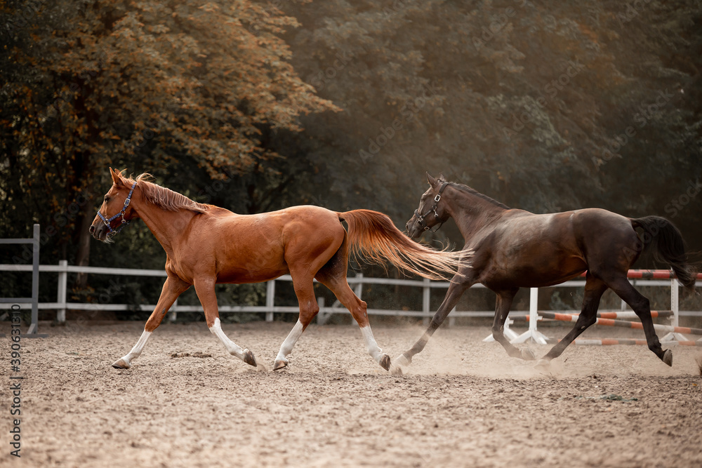 Beautiful horses galloping in the arena Beautiful horses galloping in the arena
