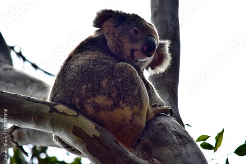 Fototapeta Naklejka Na Ścianę i Meble -  Cute wild koala bear is sitting on the tree in Noosa National Park