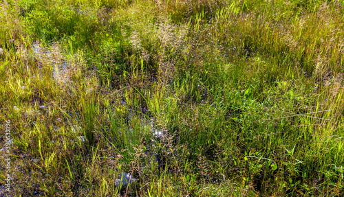 Grass in the swamp in summer