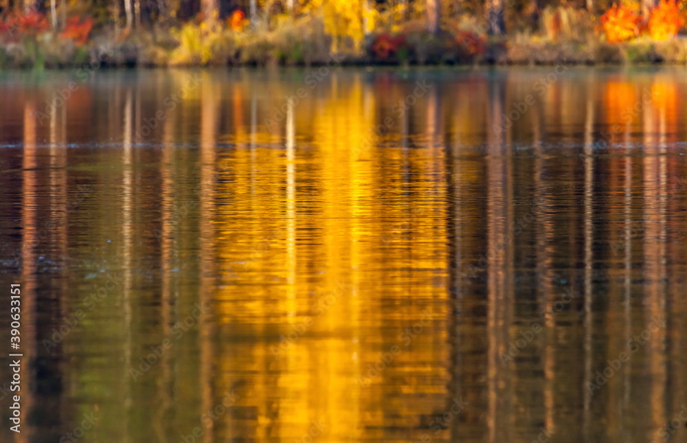 Autumn forest reflection in water