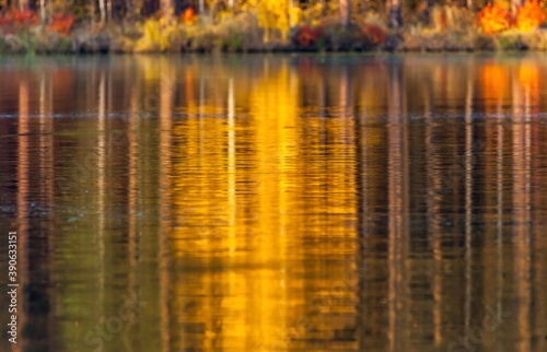 Autumn forest reflection in water