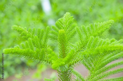 green fern leaves