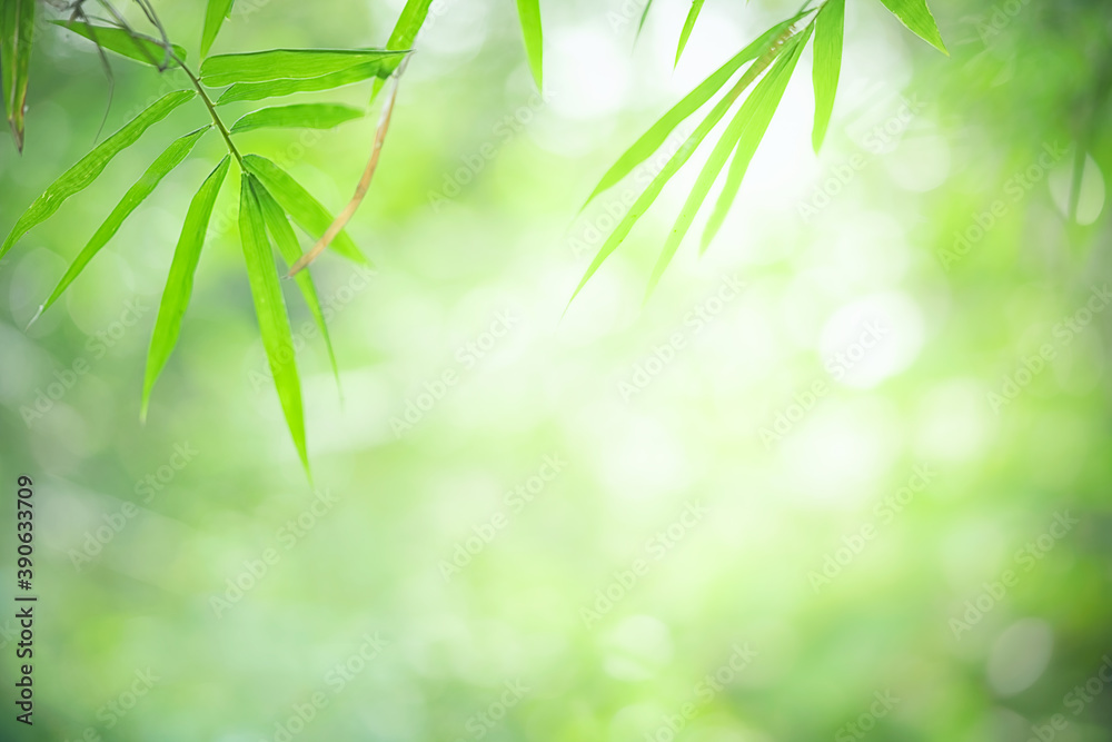 Obraz premium Bamboo leaves, Green leaf on bokeh blurred greenery background. Beautiful leaf texture in sunlight.
