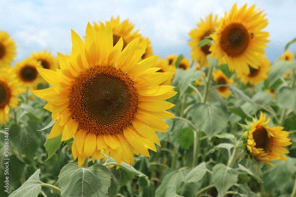 Obraz premium 美しいひまわり畑