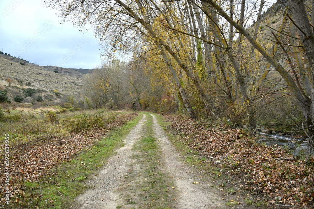 Rural road by the river with trees in the middle. Fall of the leaves in autumn.