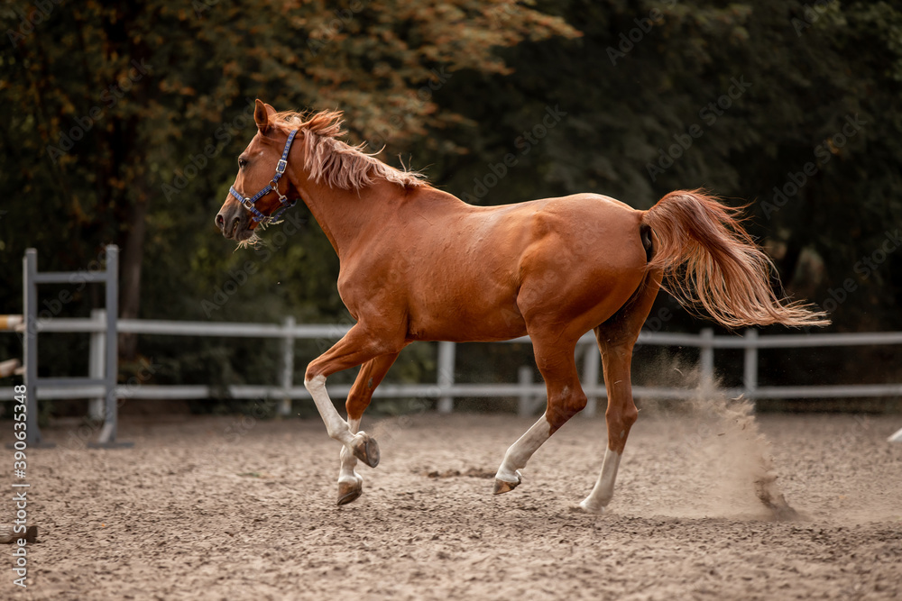 Fototapeta premium Beautiful horses galloping in the arena