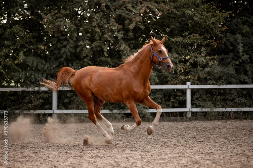 Beautiful horses galloping in the arena