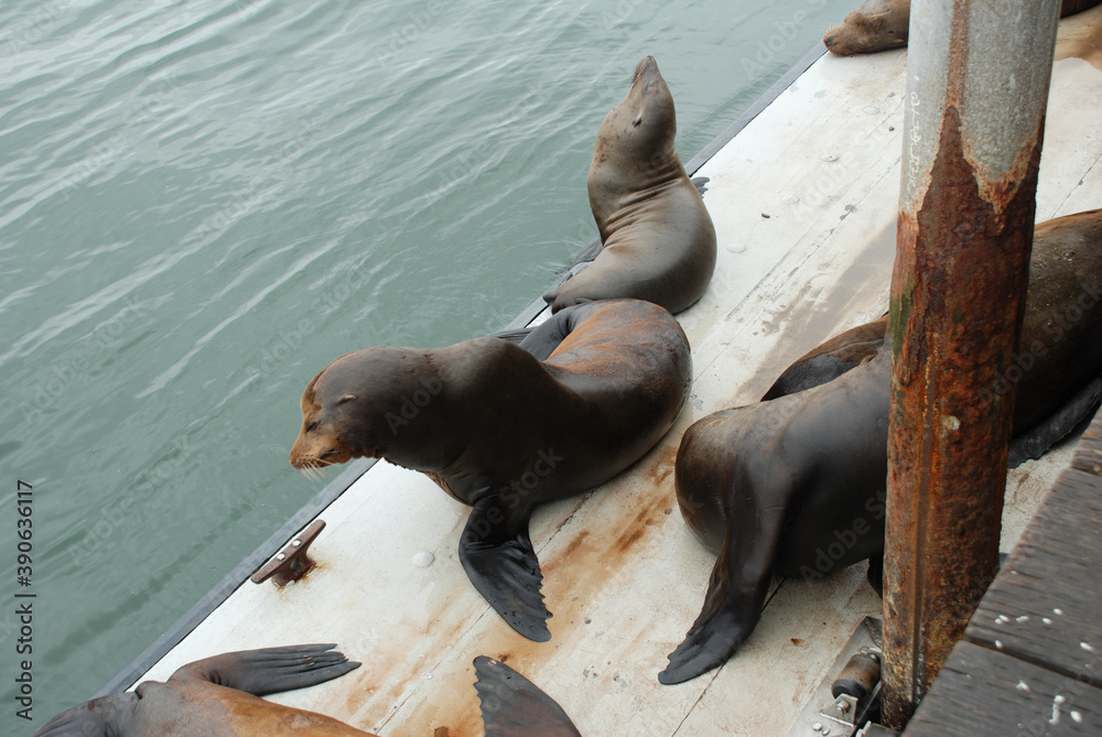 Fototapeta premium Seals on Santa Cruz Pier
