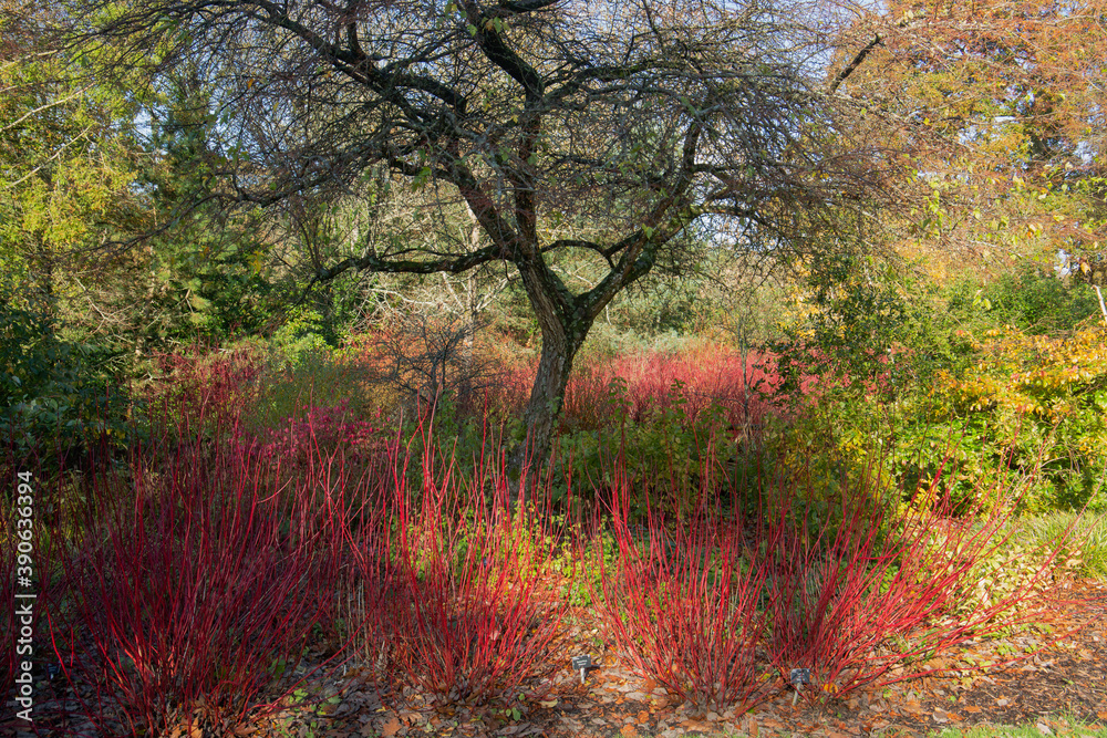 Φωτογραφία Cornus alba sibirica, Siberian dogwoodgiving purple colour around the woodland