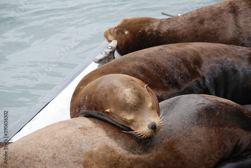 Seals on Santa Cruz Pier