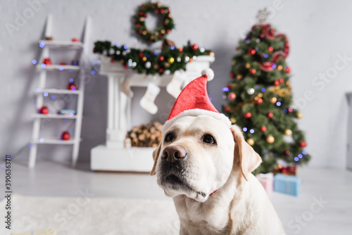 labrador dog in santa hat, decorated christmas tree and fireplace on blurred background © LIGHTFIELD STUDIOS
