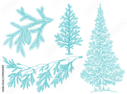 Branch christmas tree set with snow. Conifer spruce. Frosty winter. Fir-tree for postcard background. Hand drawn contour vector sketch. Fir cone.