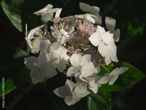 Hydrangea macrophylla, mariesii grandiflora gleaming in the sunlight photo